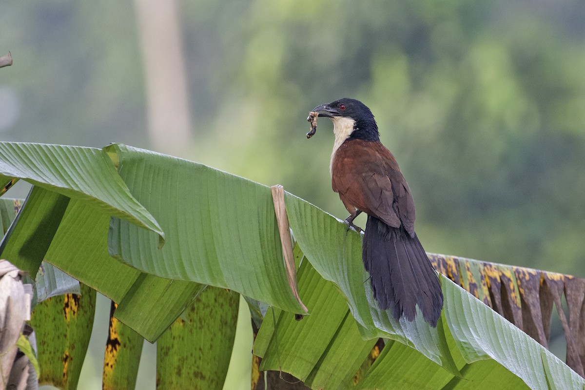 Blue-headed Coucal - ML444348111