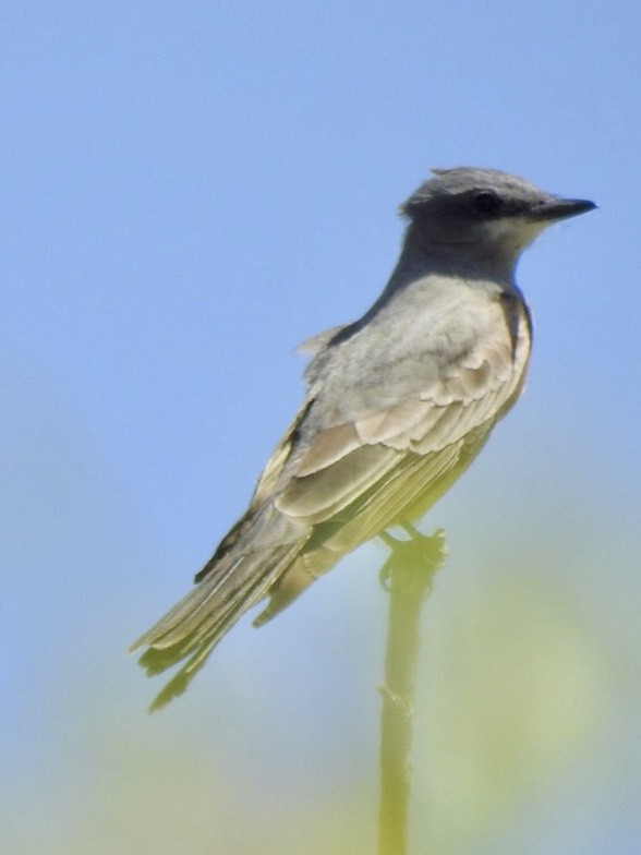 Cassin's Kingbird - ML444349091