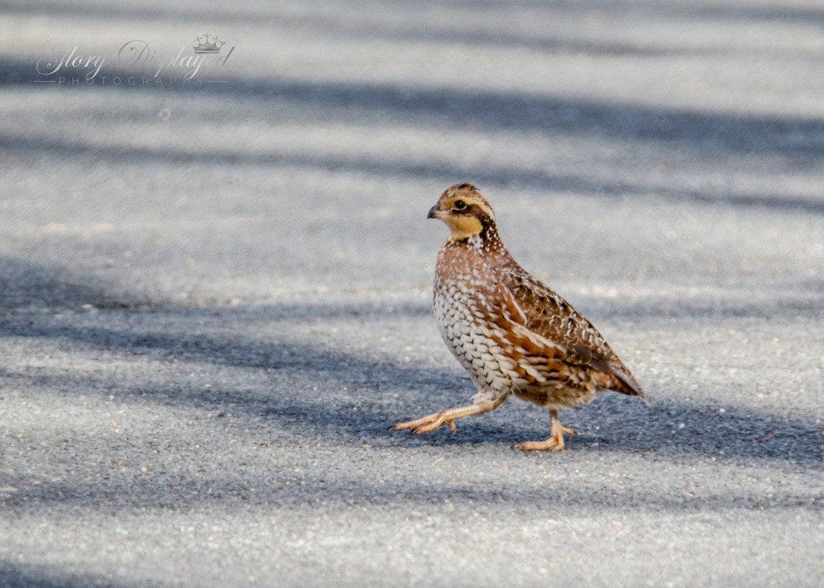 Northern Bobwhite - ML444349461