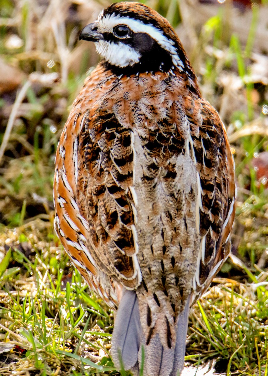 Northern Bobwhite - ML444349631