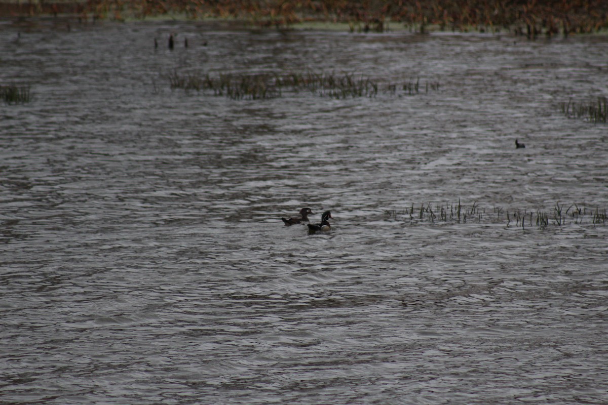 Canard branchu - ML444349831