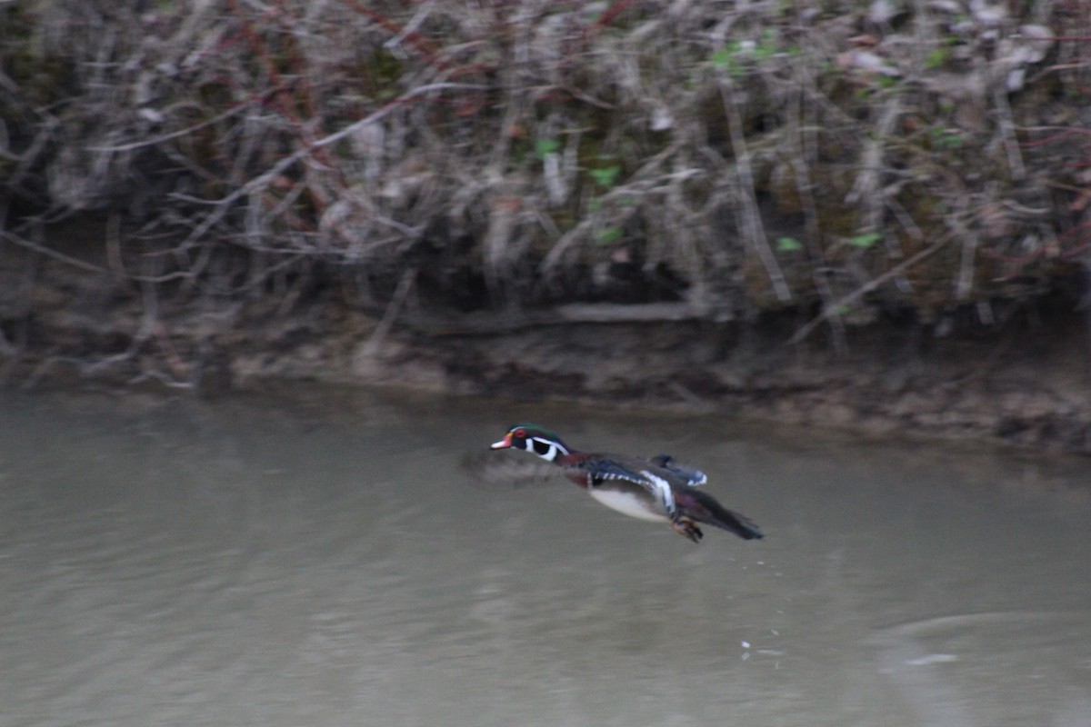 Canard branchu - ML444349841
