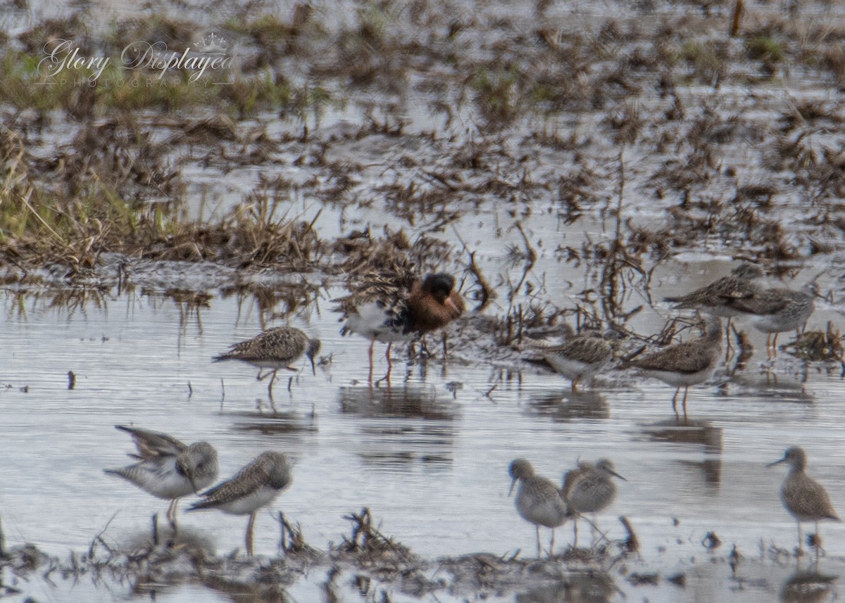 Greater Yellowlegs - ML444350391