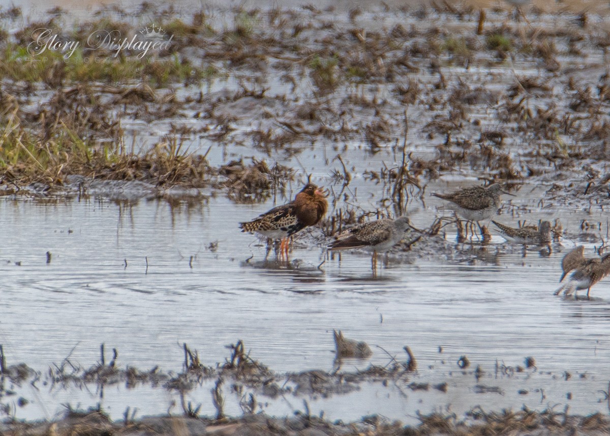 Greater Yellowlegs - Rachel Justice