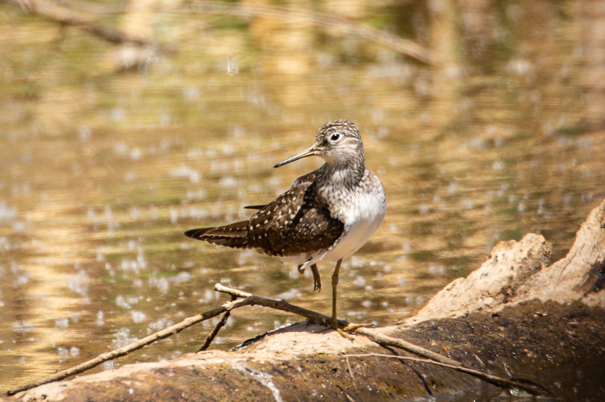 Solitary Sandpiper - ML444350691