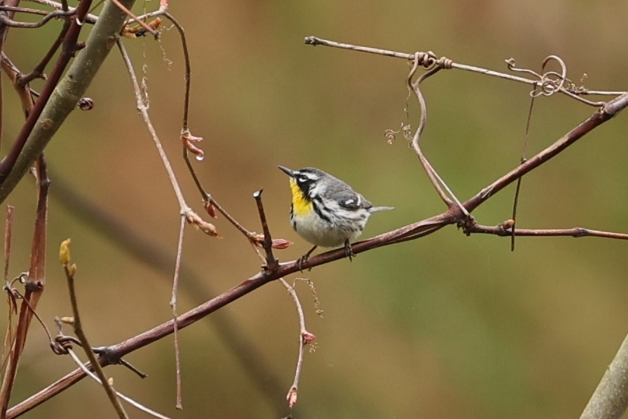 Yellow-throated Warbler - ML444350711