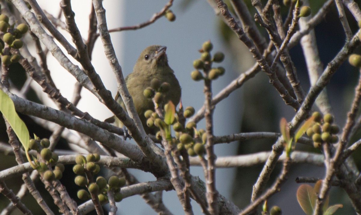 Palm Tanager - Thierry Rabau