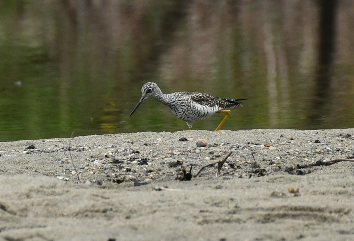 Greater Yellowlegs - ML444353341