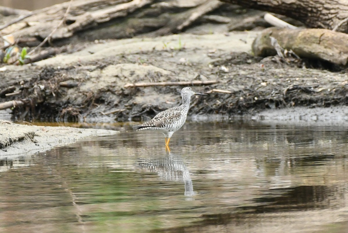 Greater Yellowlegs - ML444353351