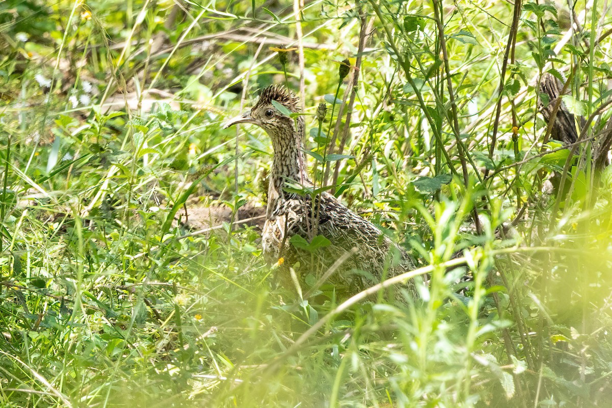 Curve-billed Tinamou - ML444353391