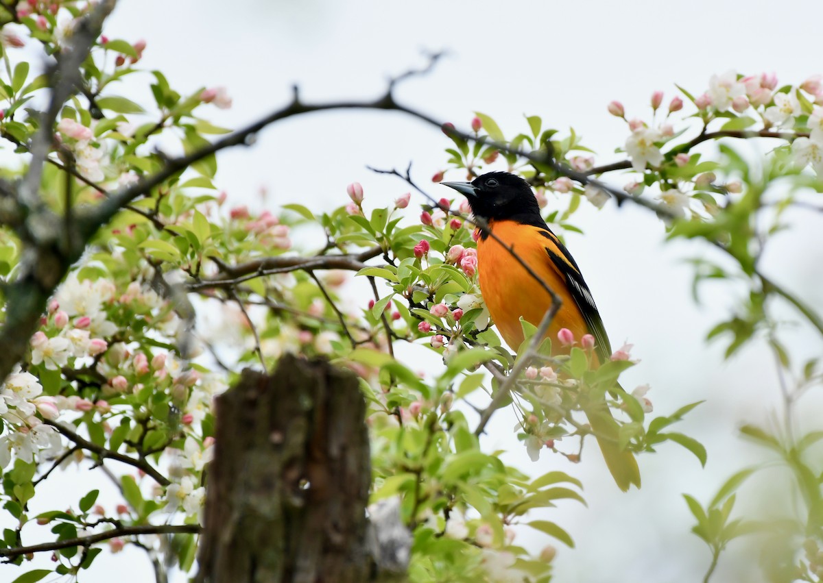 Baltimore Oriole - ML444353451