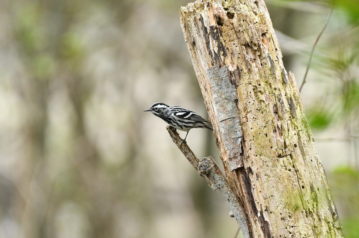 Black-and-white Warbler - ML444354041