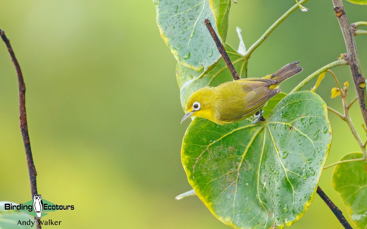 Lemon-bellied White-eye - Andy Walker - Birding Ecotours