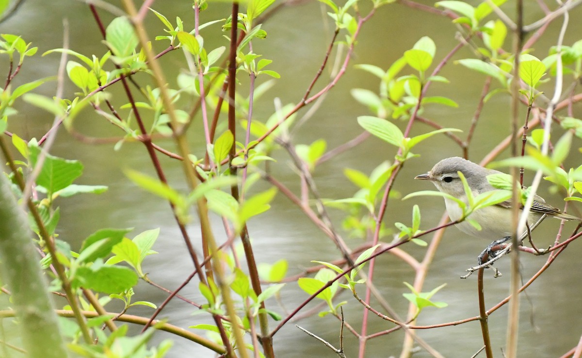 Warbling Vireo - ML444354611