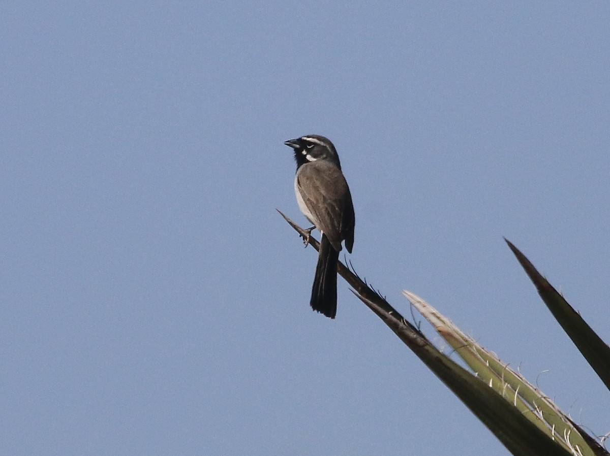Black-throated Sparrow - ML444356721
