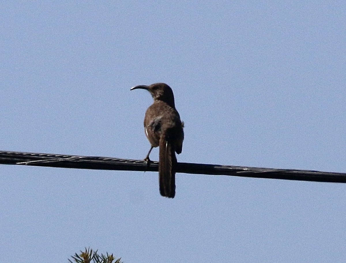 California Thrasher - ML444356821