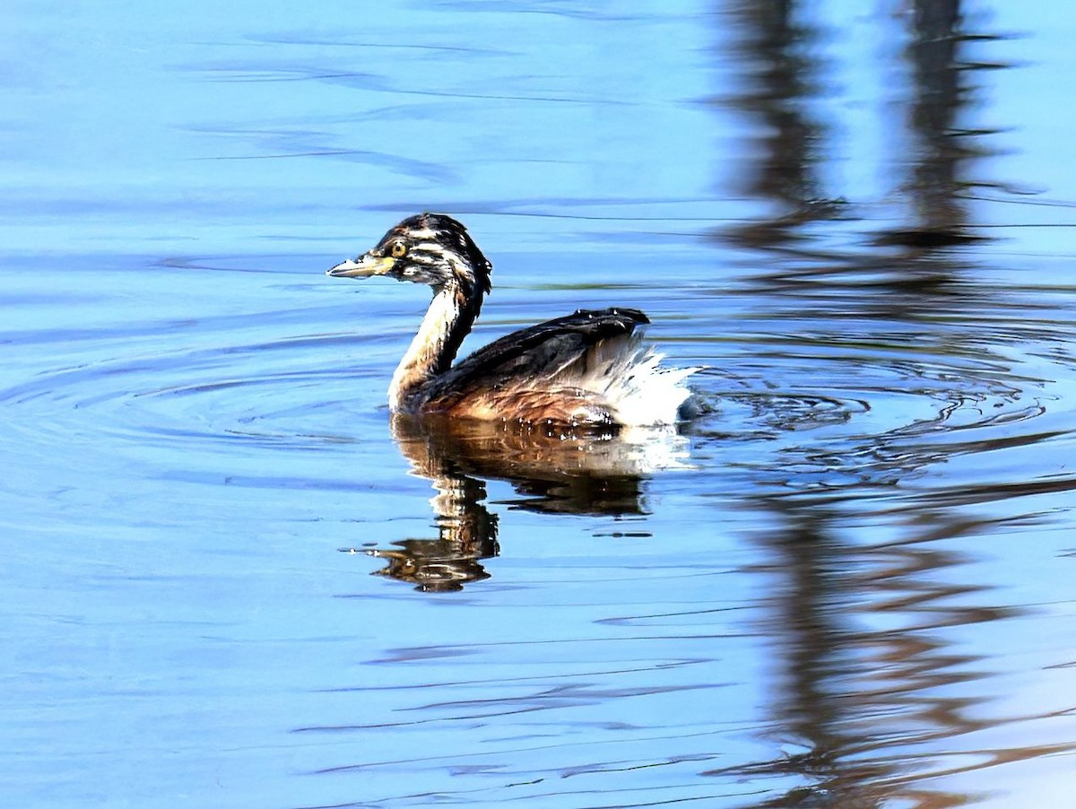 Australasian Grebe - Sabine Gonelli