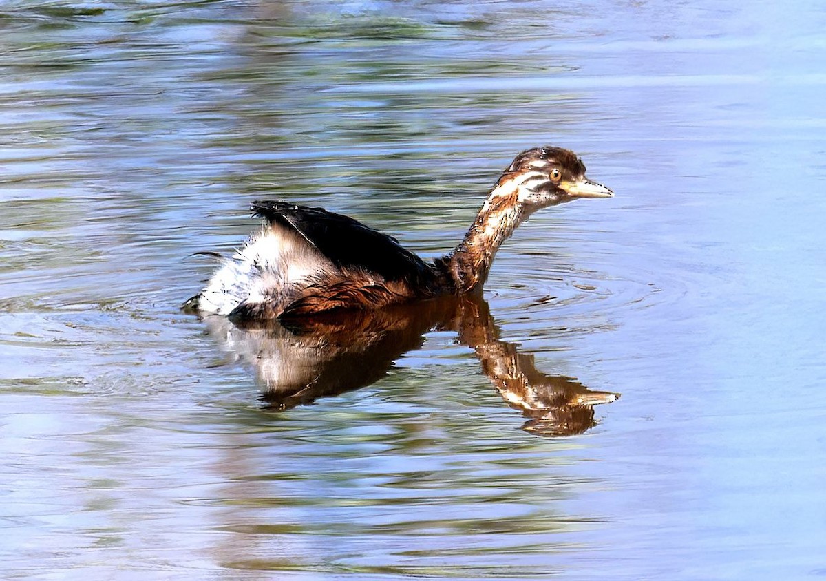 Australasian Grebe - Sabine Gonelli