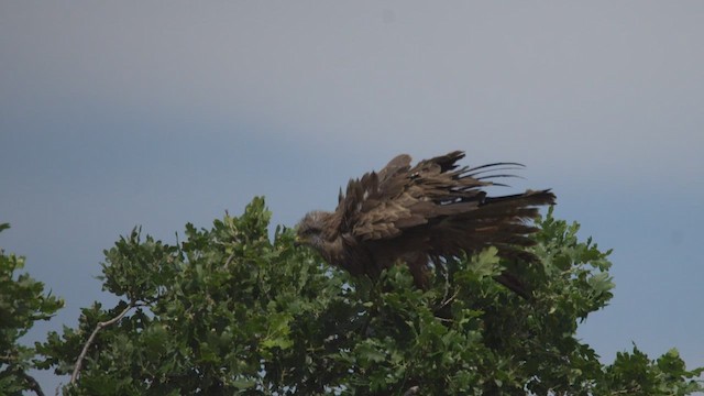 Сохор элээ - ML444360081