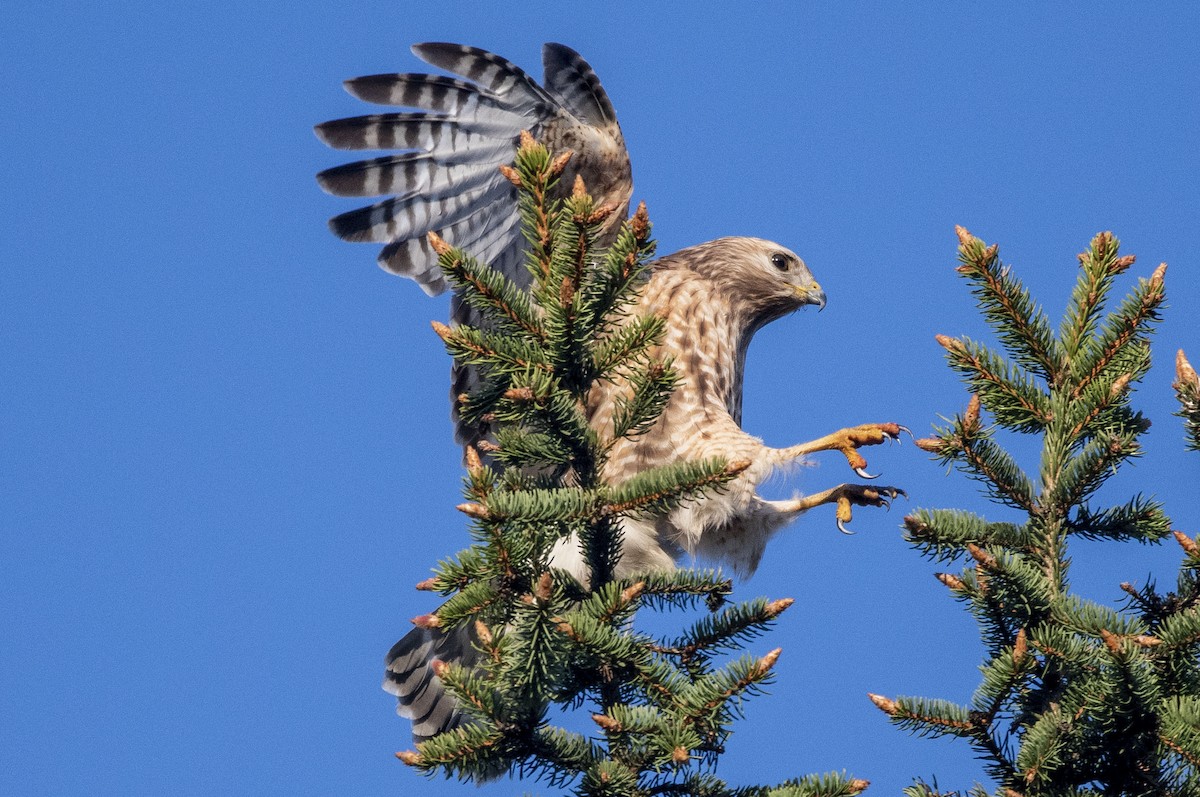 Red-shouldered Hawk - ML444360361