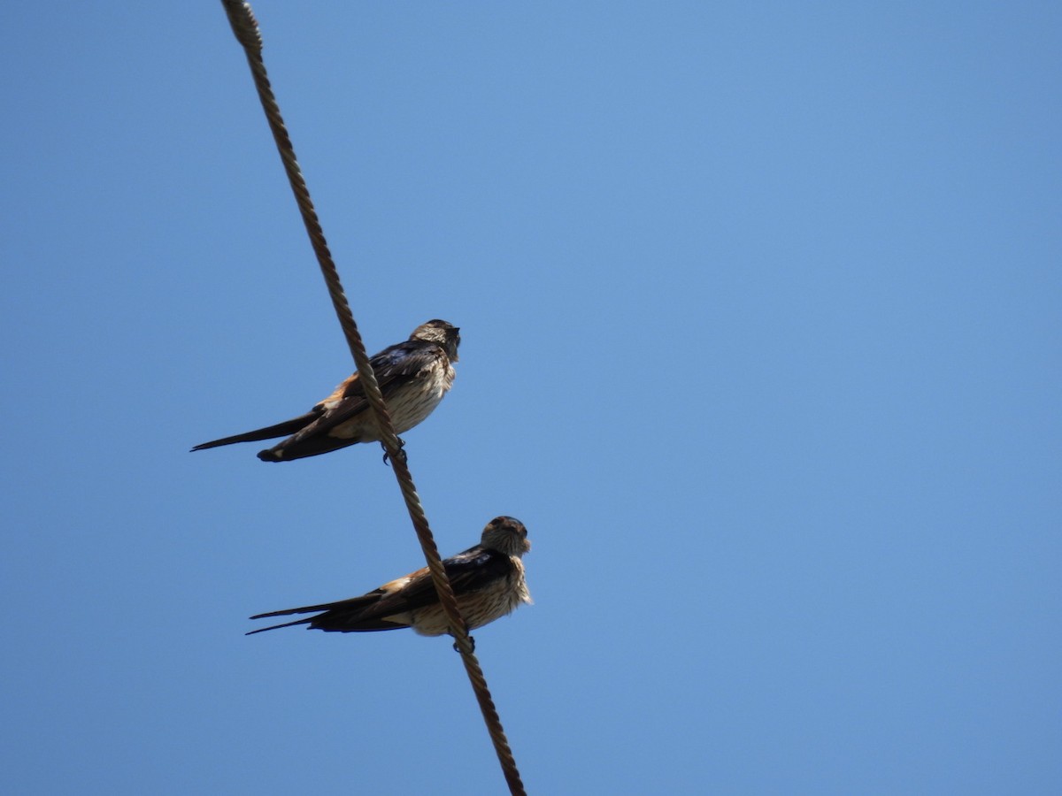 Red-rumped Swallow - ML444360611