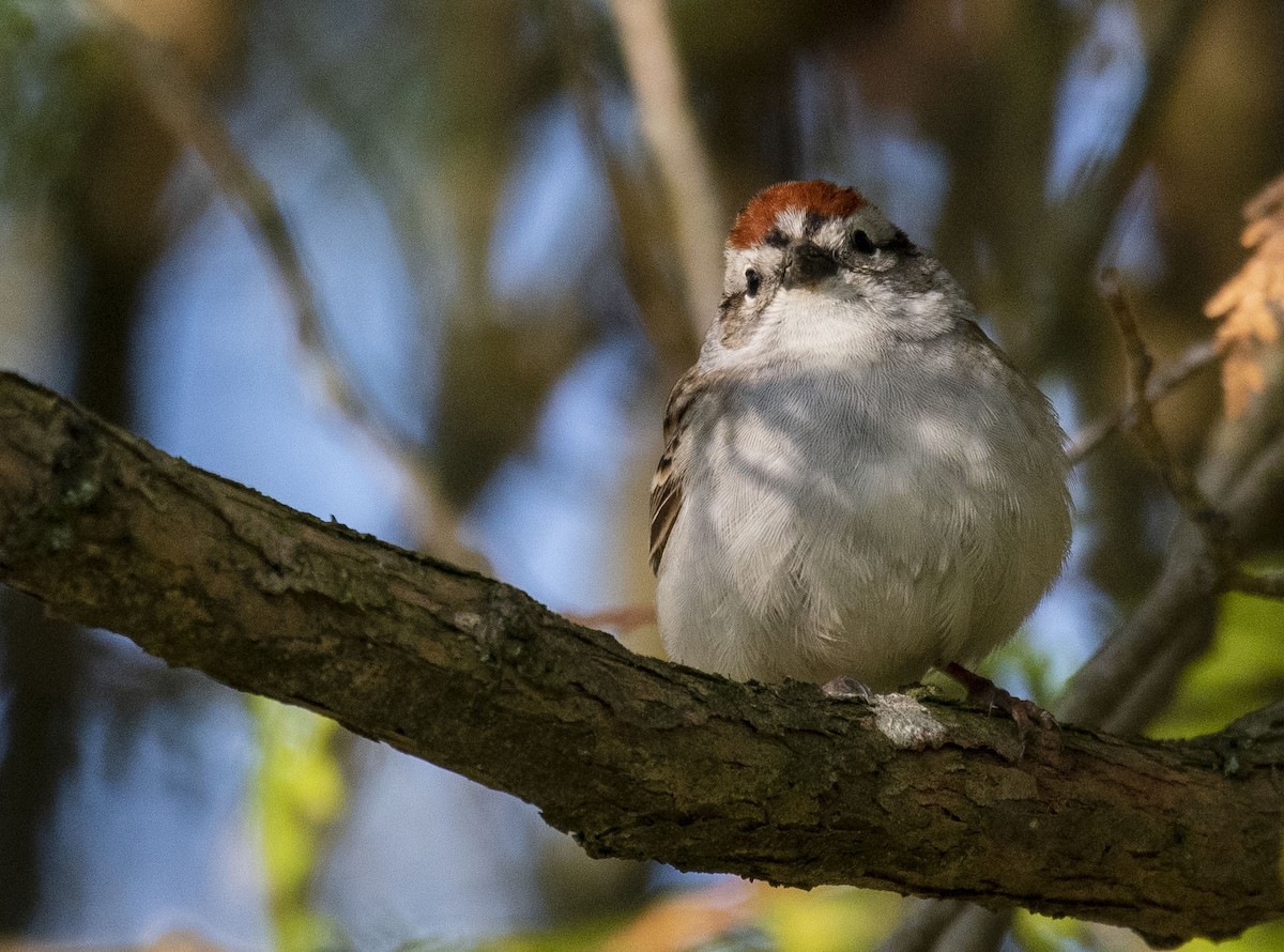 Chipping Sparrow - ML444361031