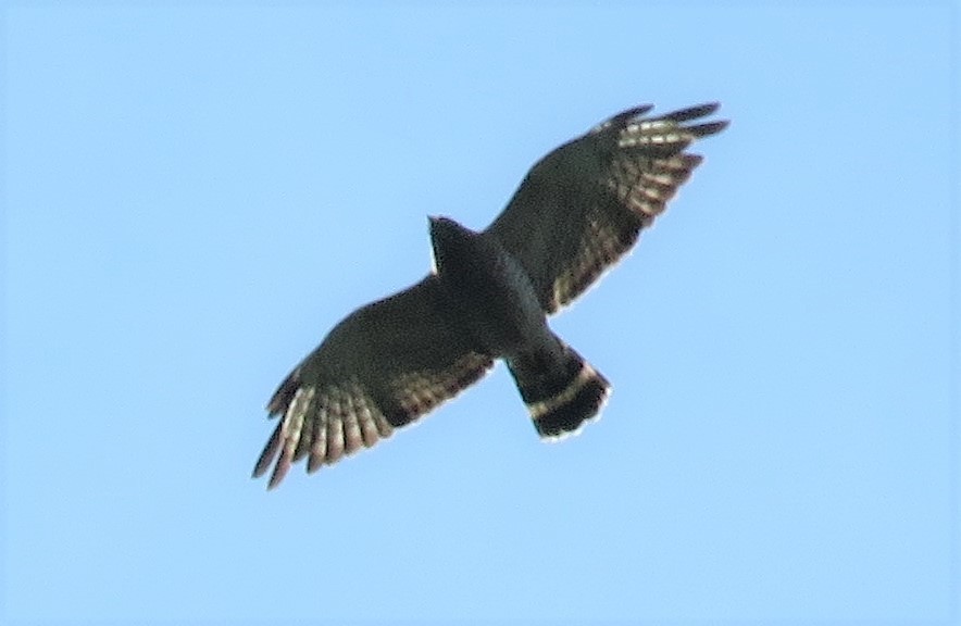 Broad-winged Hawk - Juan Pablo Arboleda