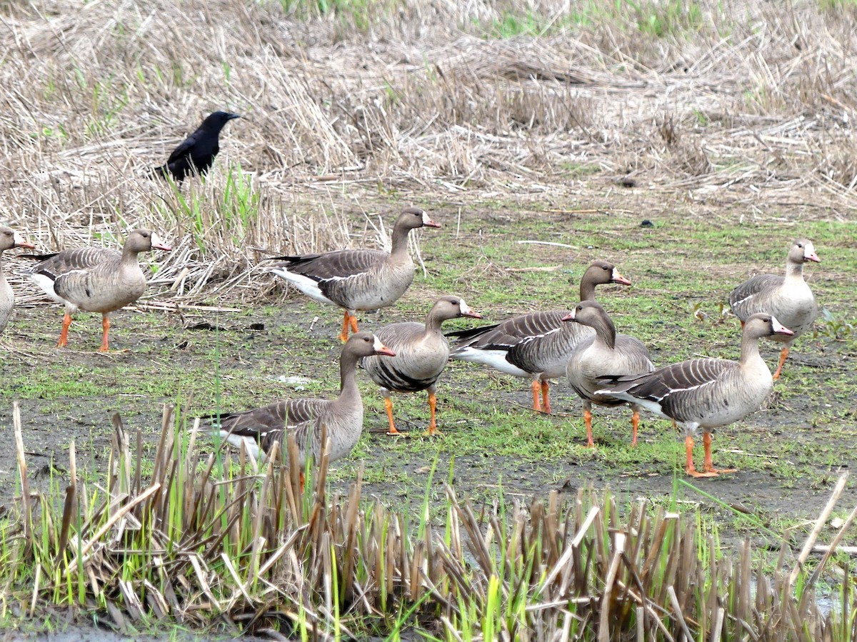 Greater White-fronted Goose - Aziza Cooper