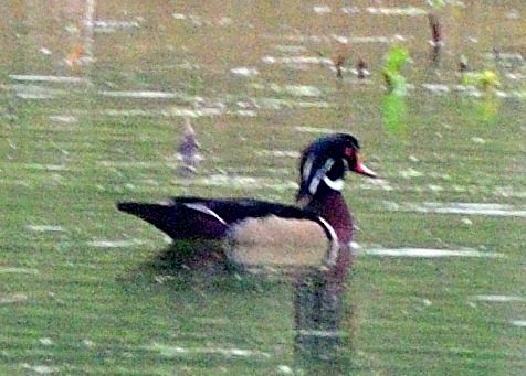 Wood Duck - ML444364411