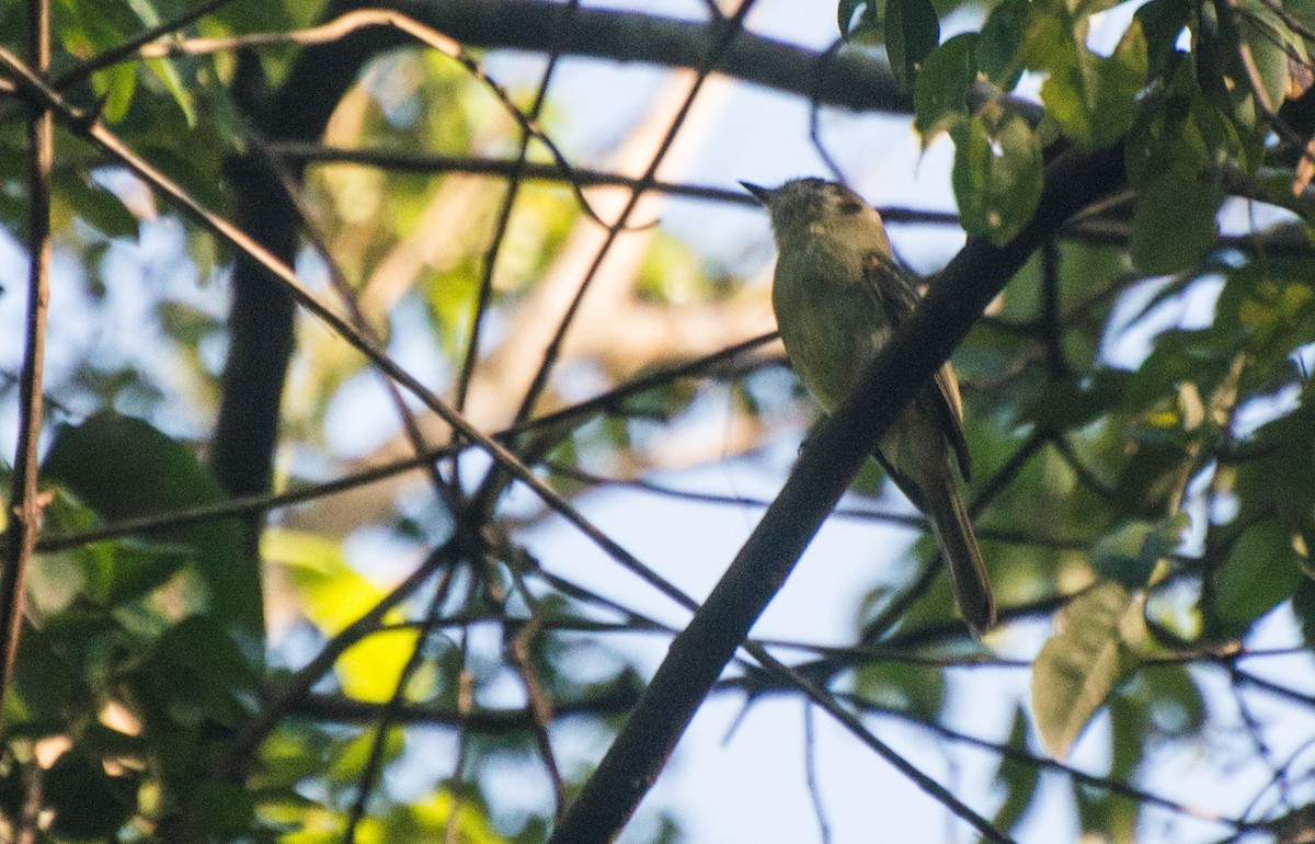 Sepia-capped Flycatcher - Thierry Rabau