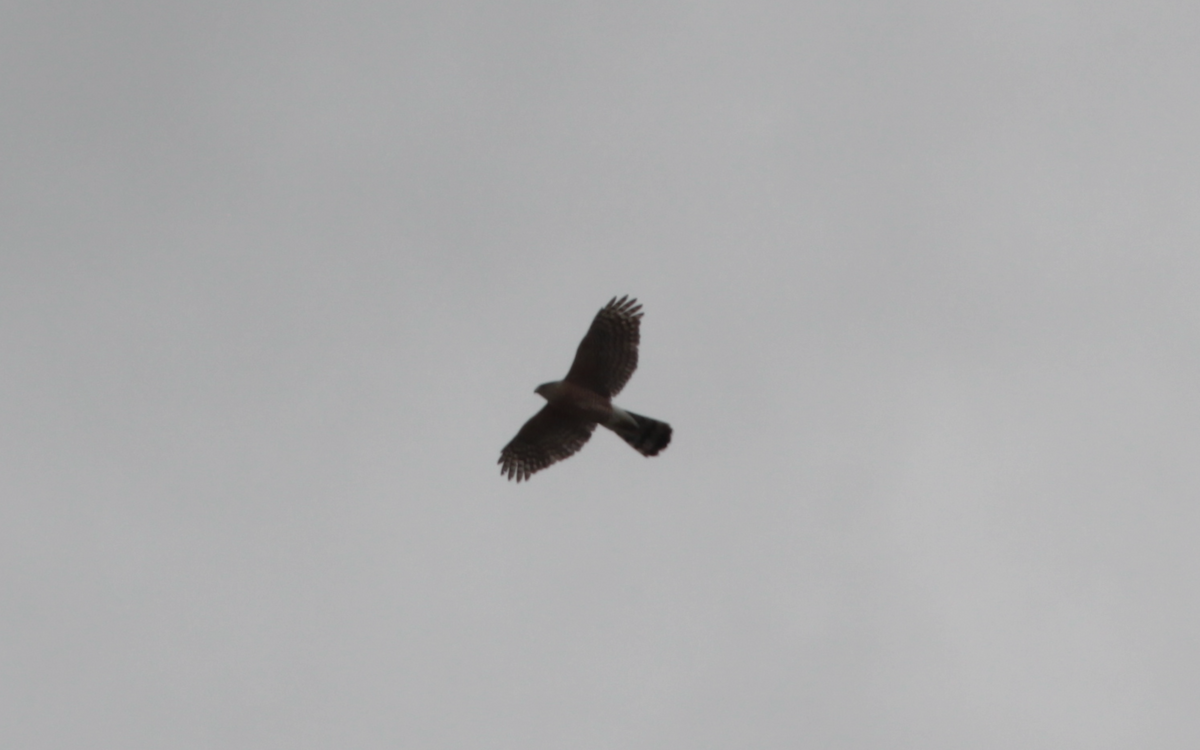 Cooper's Hawk - ML444365181