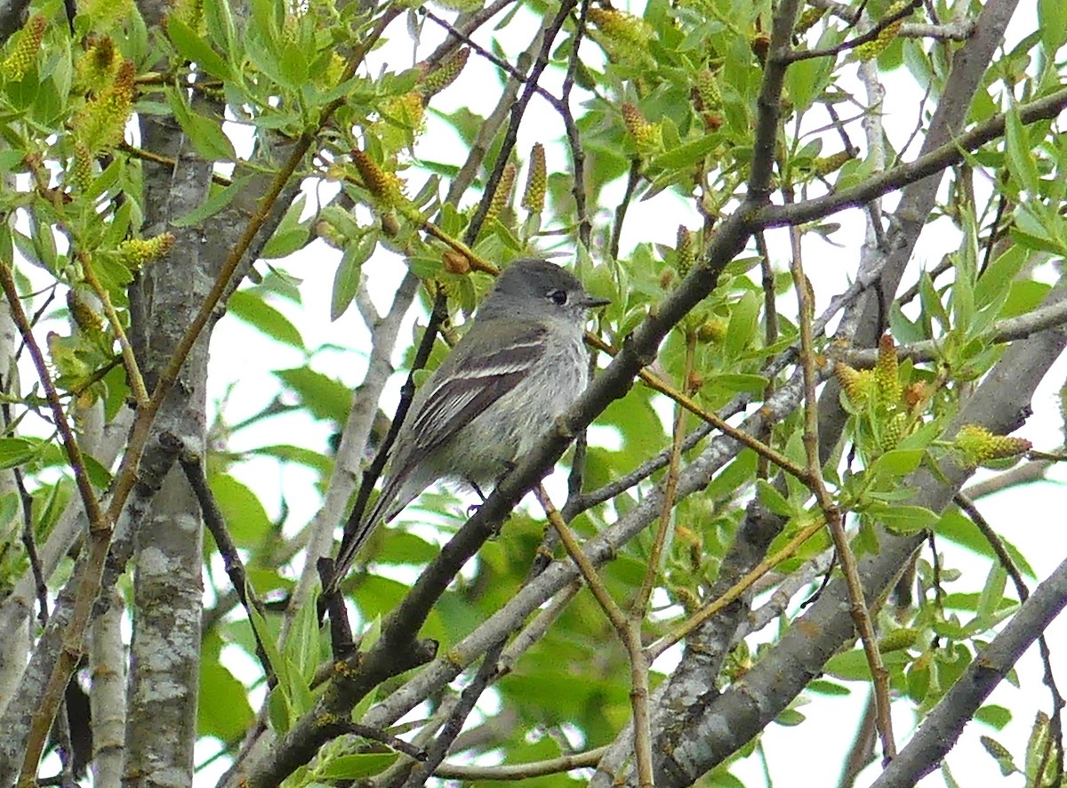 Hammond's Flycatcher - Aziza Cooper