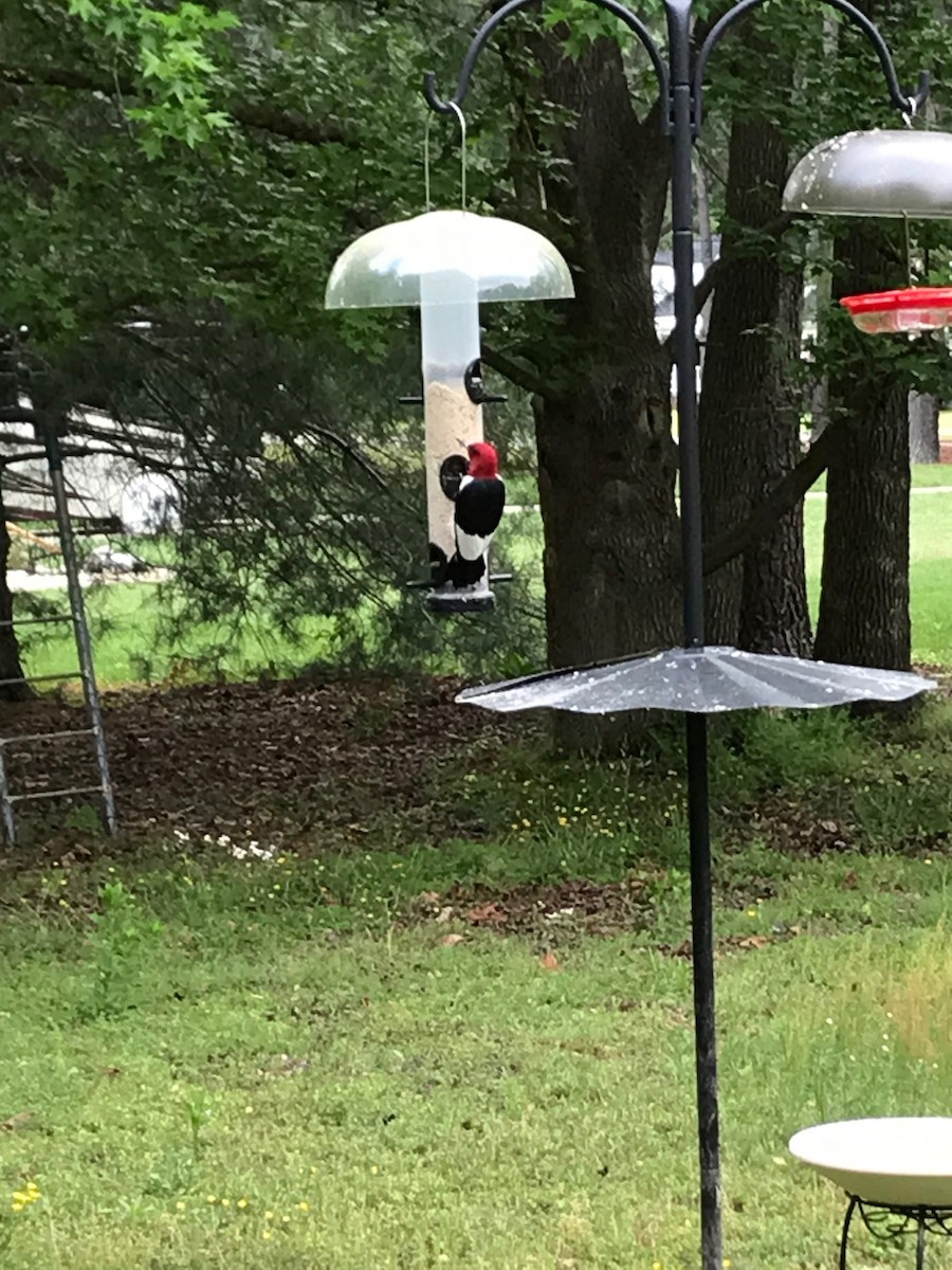 Red-headed Woodpecker - ML444367271