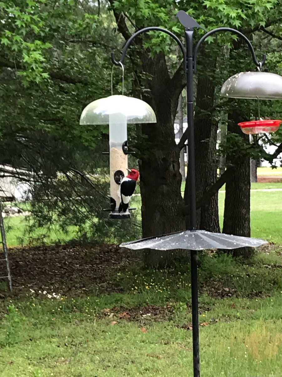 Red-headed Woodpecker - ML444367281