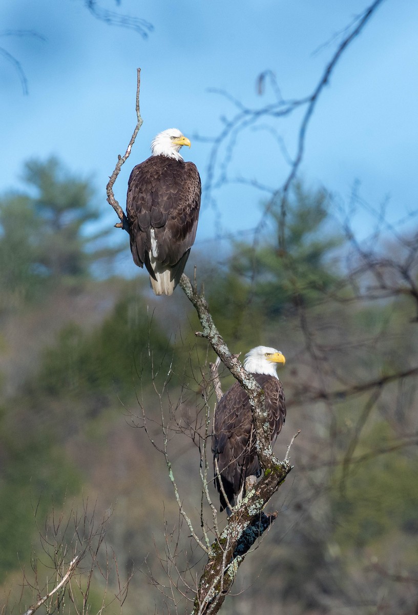 Bald Eagle - ML444367371