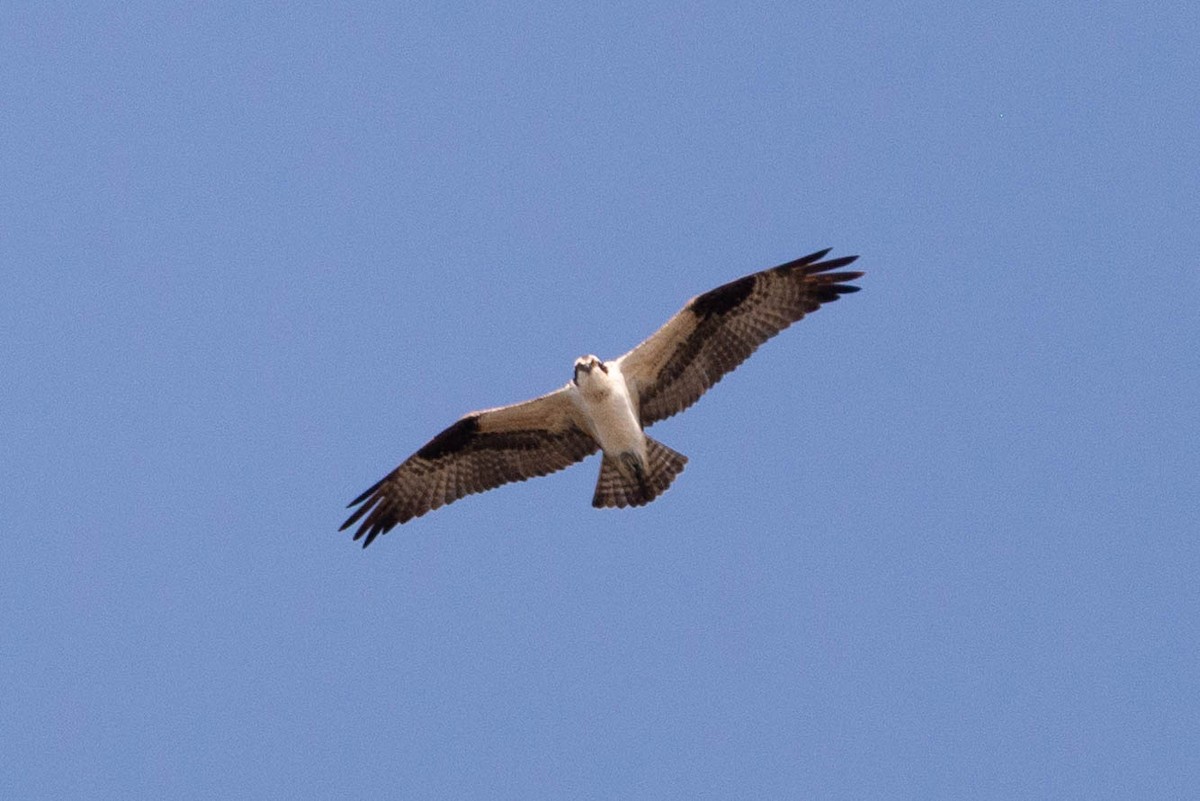 Osprey - ML444367401