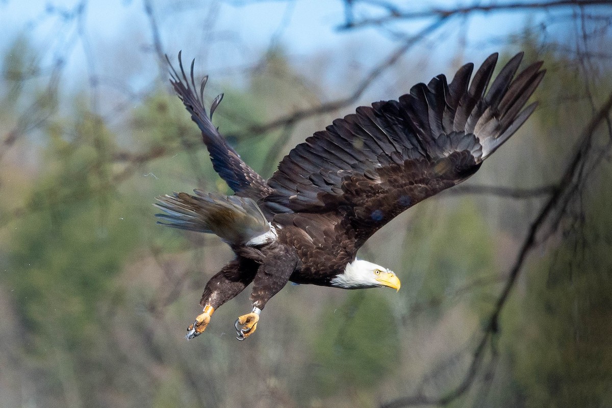 Bald Eagle - ML444369491