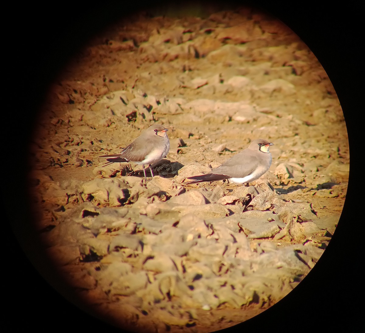 Collared Pratincole - ML444373481