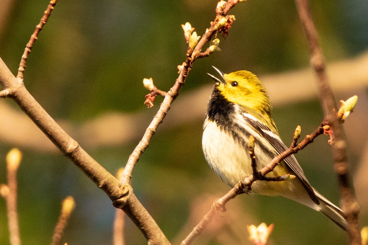 Black-throated Green Warbler - ML444374601