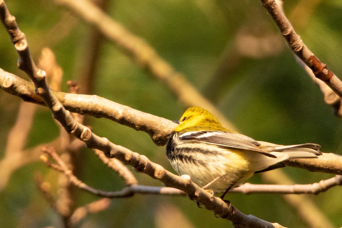 Black-throated Green Warbler - ML444374611