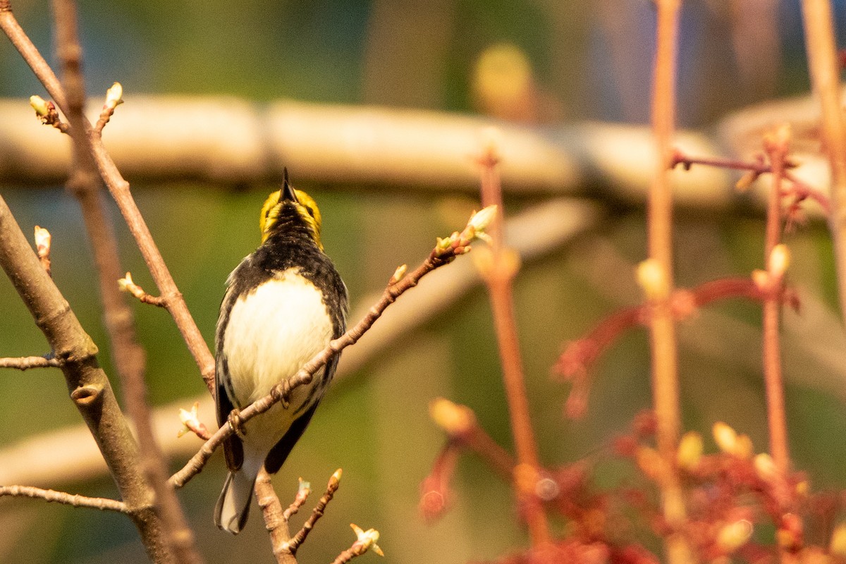 Black-throated Green Warbler - ML444374631