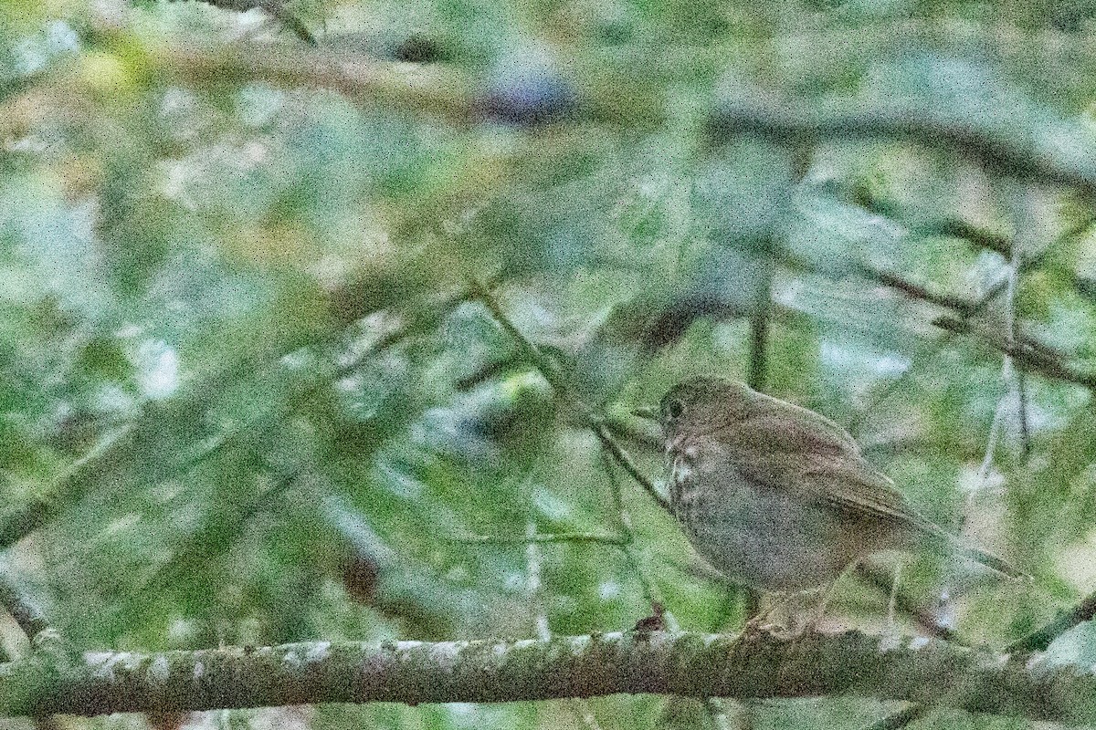 Hermit Thrush - ML444375301