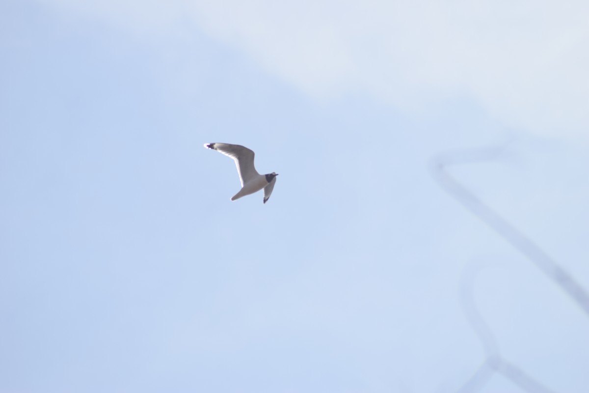 Franklin's Gull - ML444376271