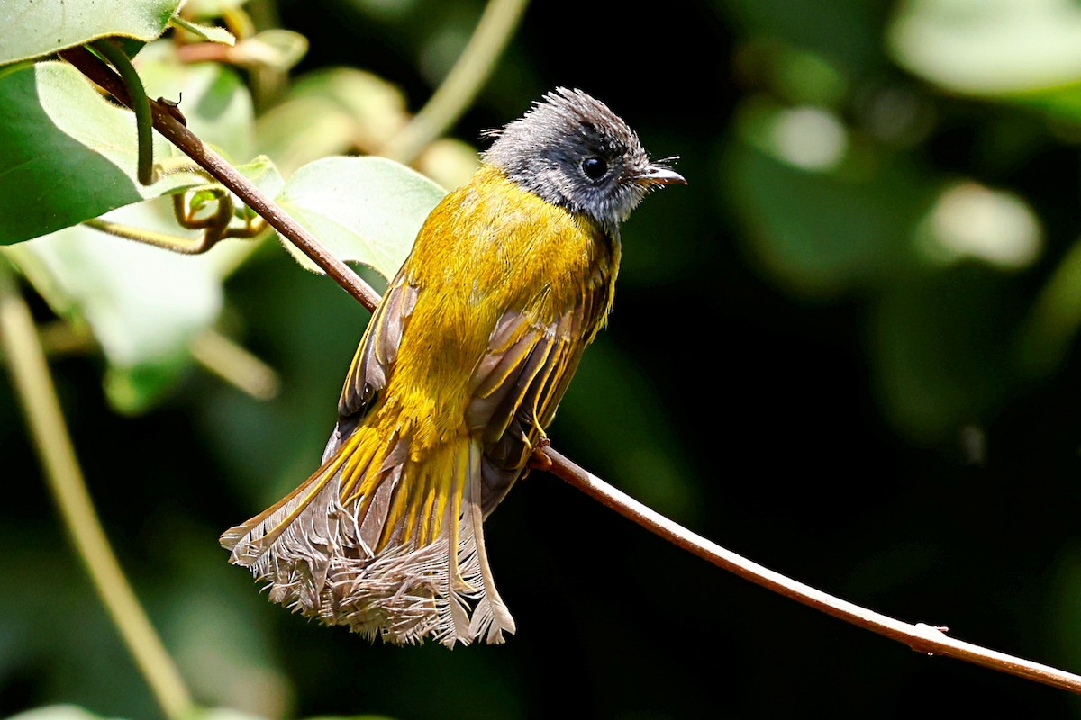 Gray-headed Canary-Flycatcher - ML444376991