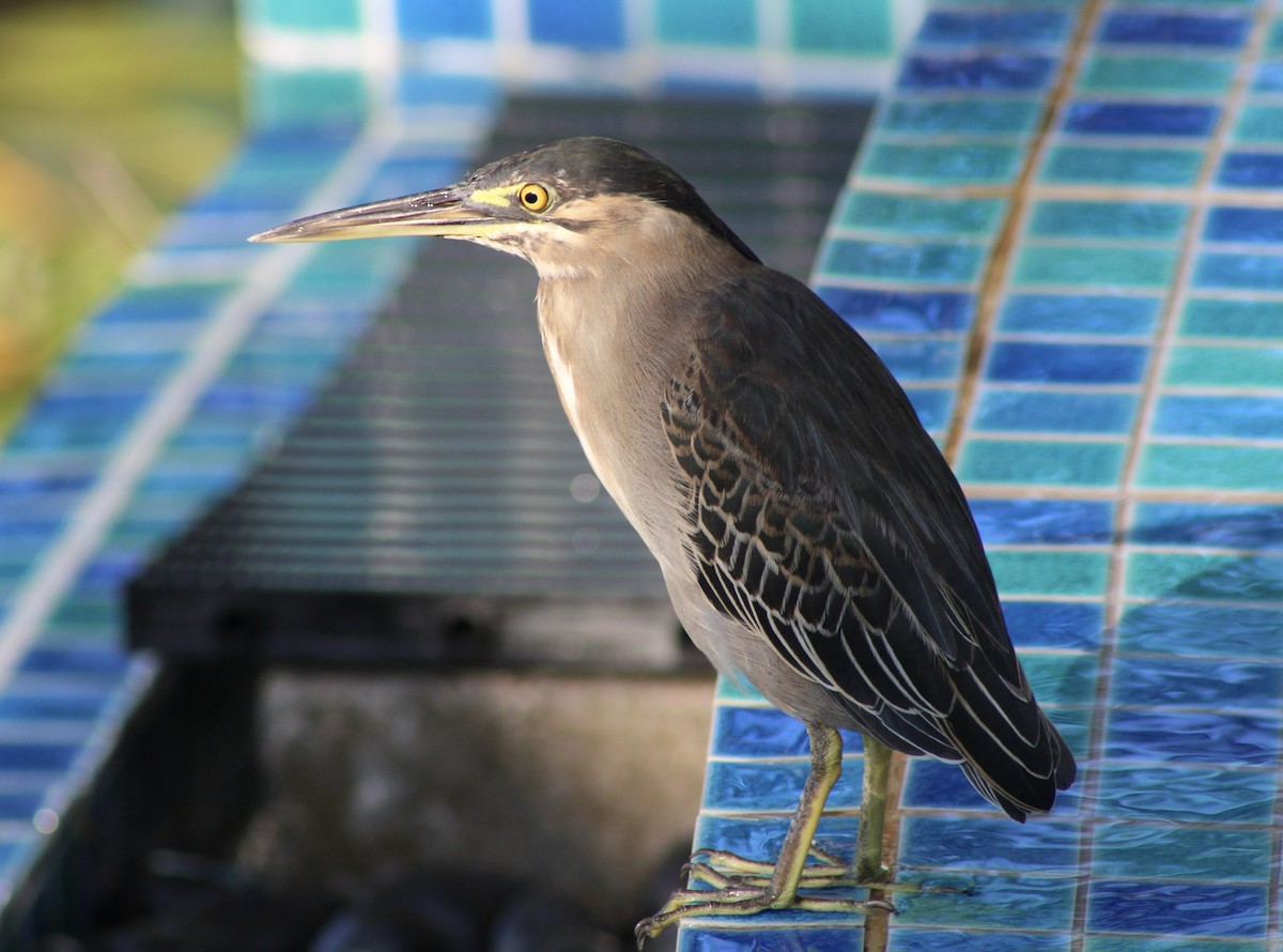 Striated Heron - ML444377131