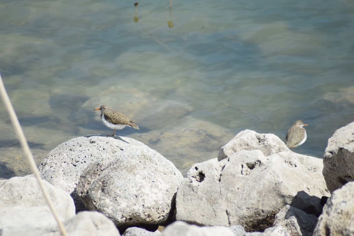Spotted Sandpiper - Rick Claus