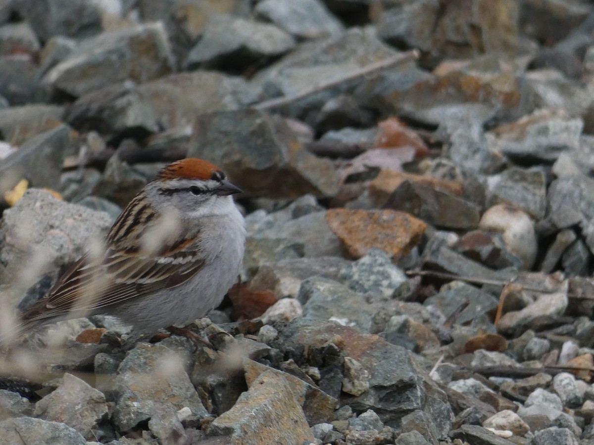 Chipping Sparrow - ML444378091