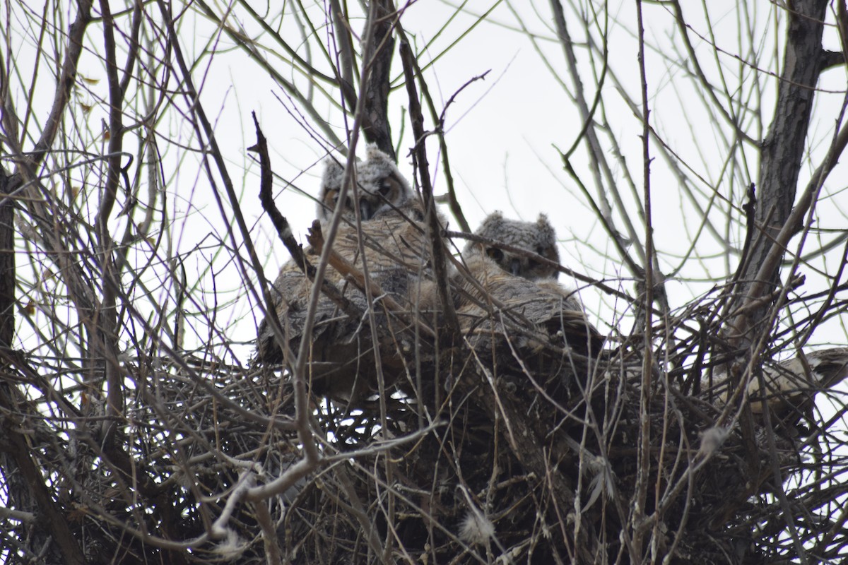 Great Horned Owl - ML444378161