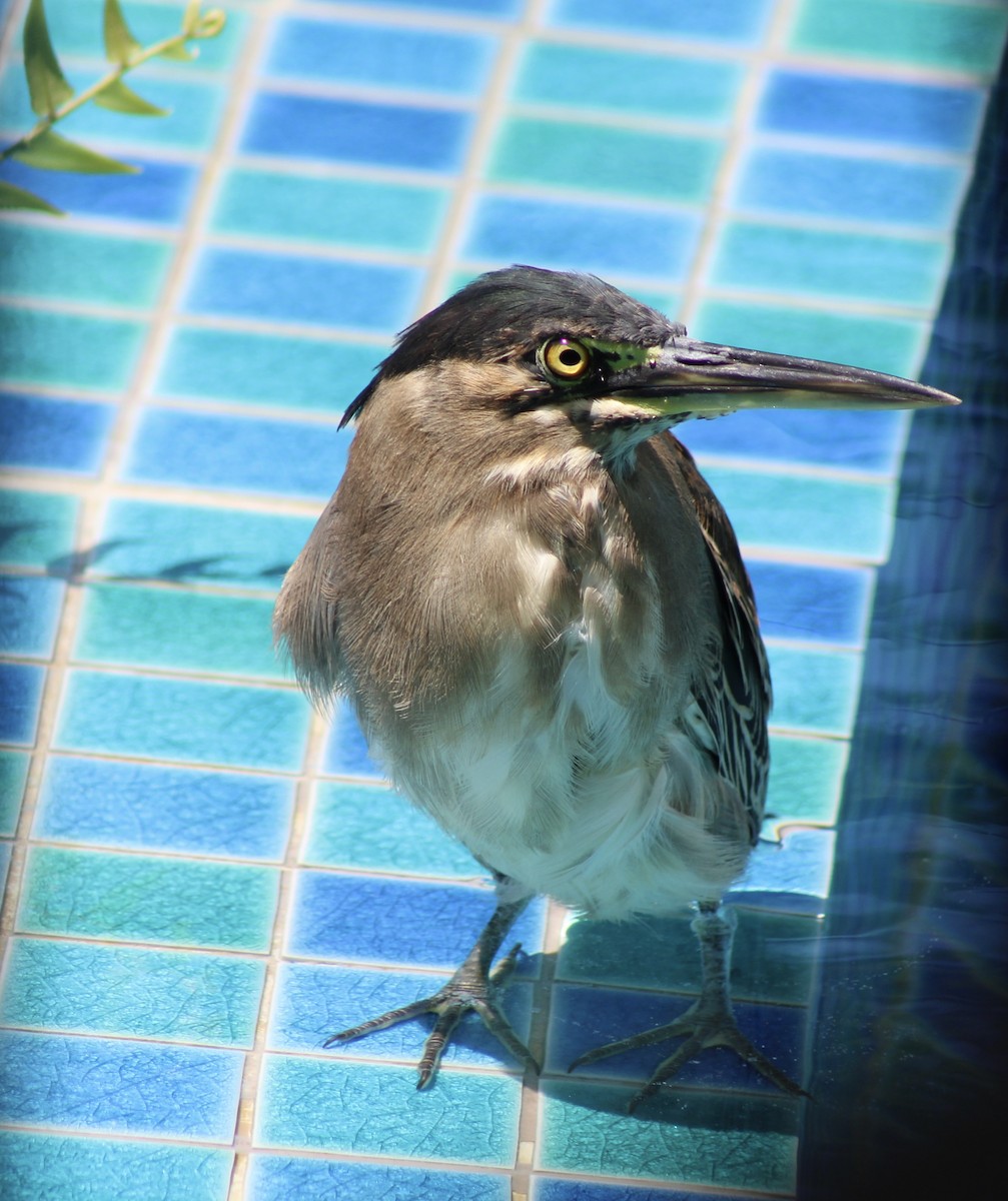 Striated Heron - ML444379451