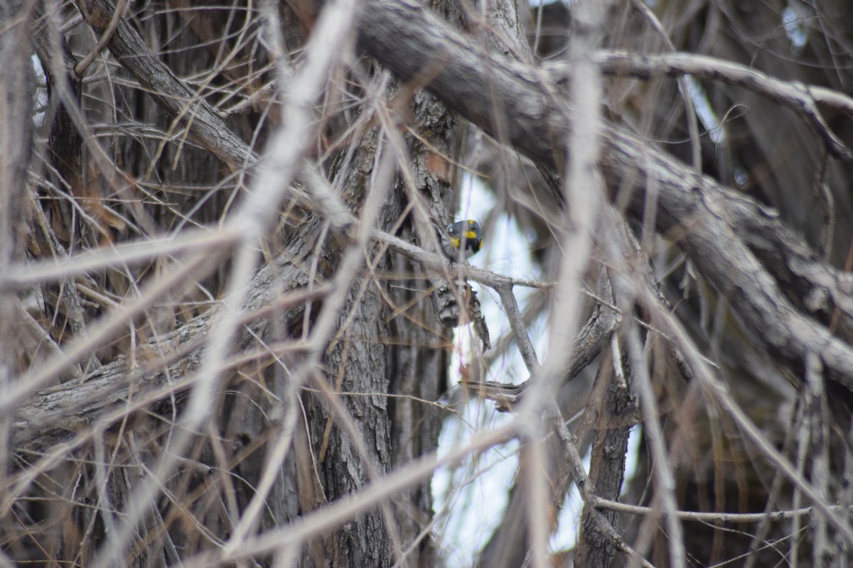 Yellow-rumped Warbler - Rick Claus